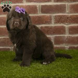 Ruby, Newfoundland Puppy